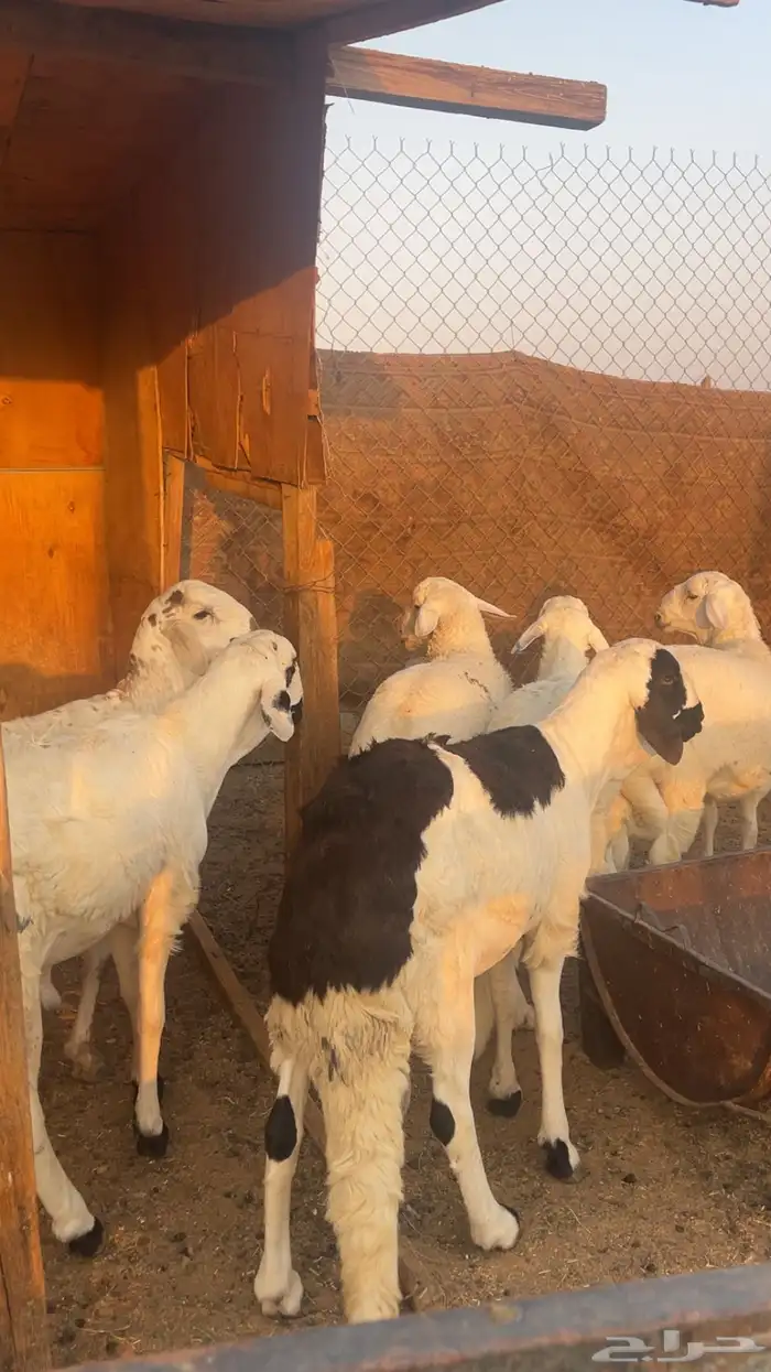 طليان سواكن مرابي 4 شهور فل شحم شامل الذبح التوصيل 3