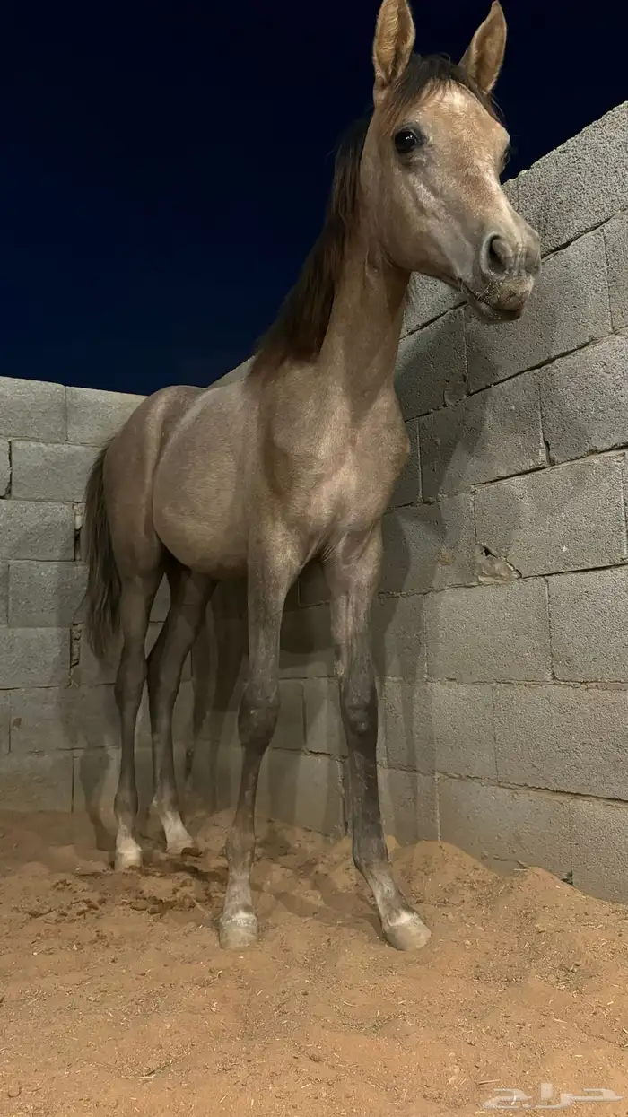 مهره شعبيه مستقبل فاخره حركه 0