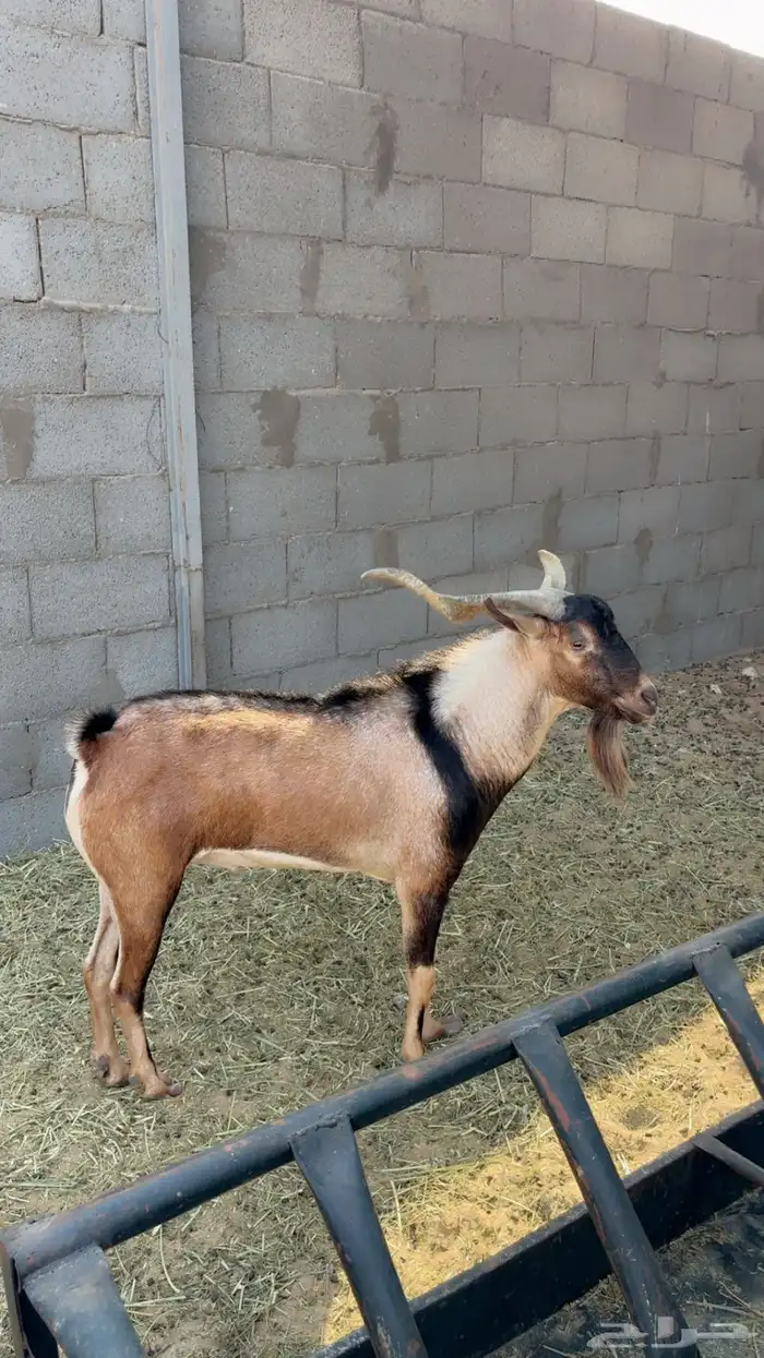 تيس فحل هجين وعل 4