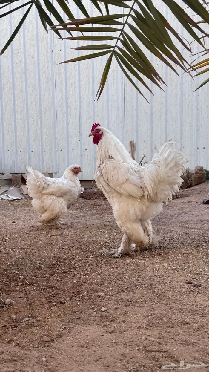 طقم براهما بياض 2