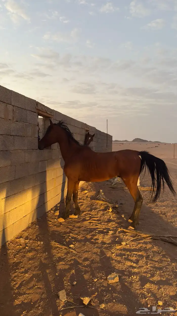 حصان شعبي العمر6 0