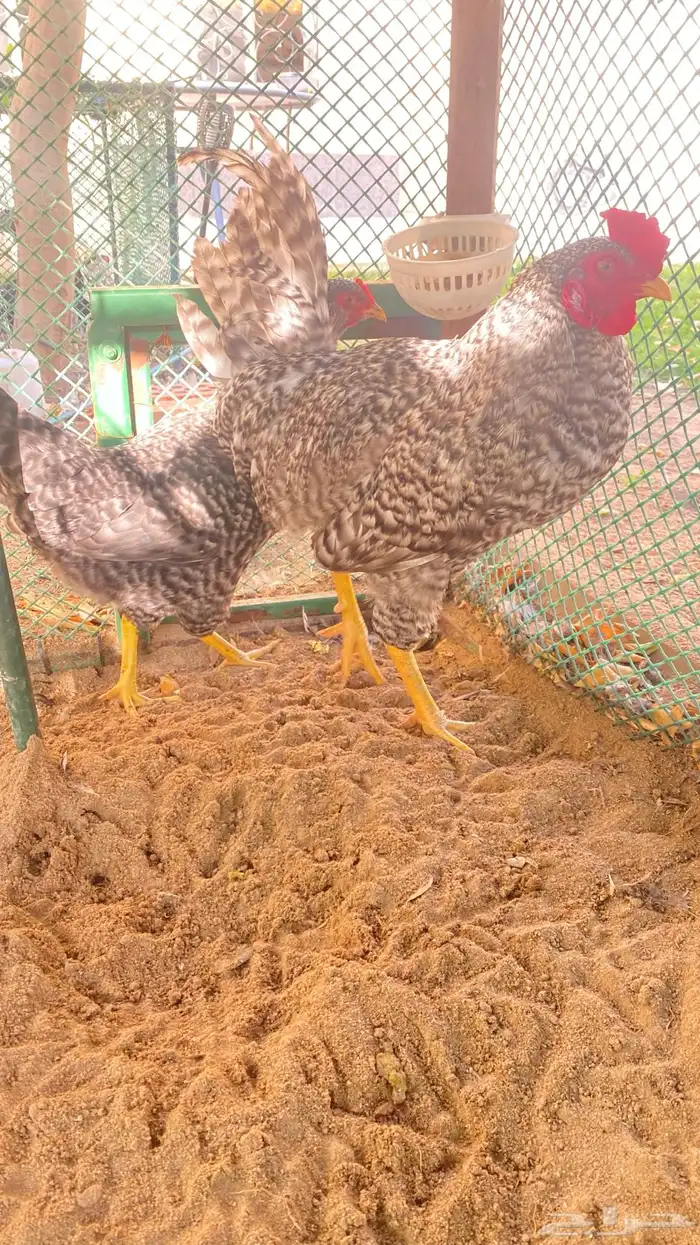 دجاج بلايموث روك 6