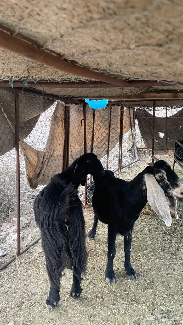 معزا للبيع 1