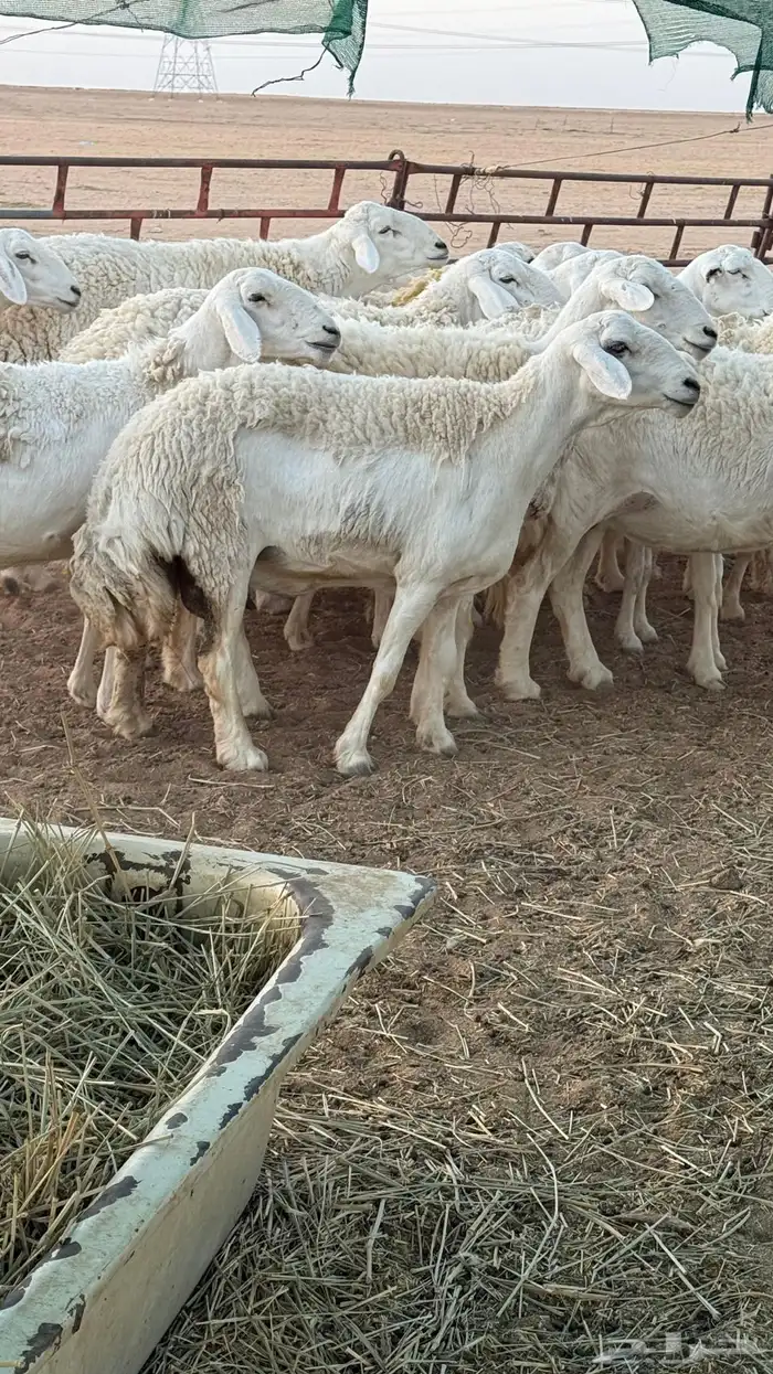 غنم حريات صنف للبيع 5