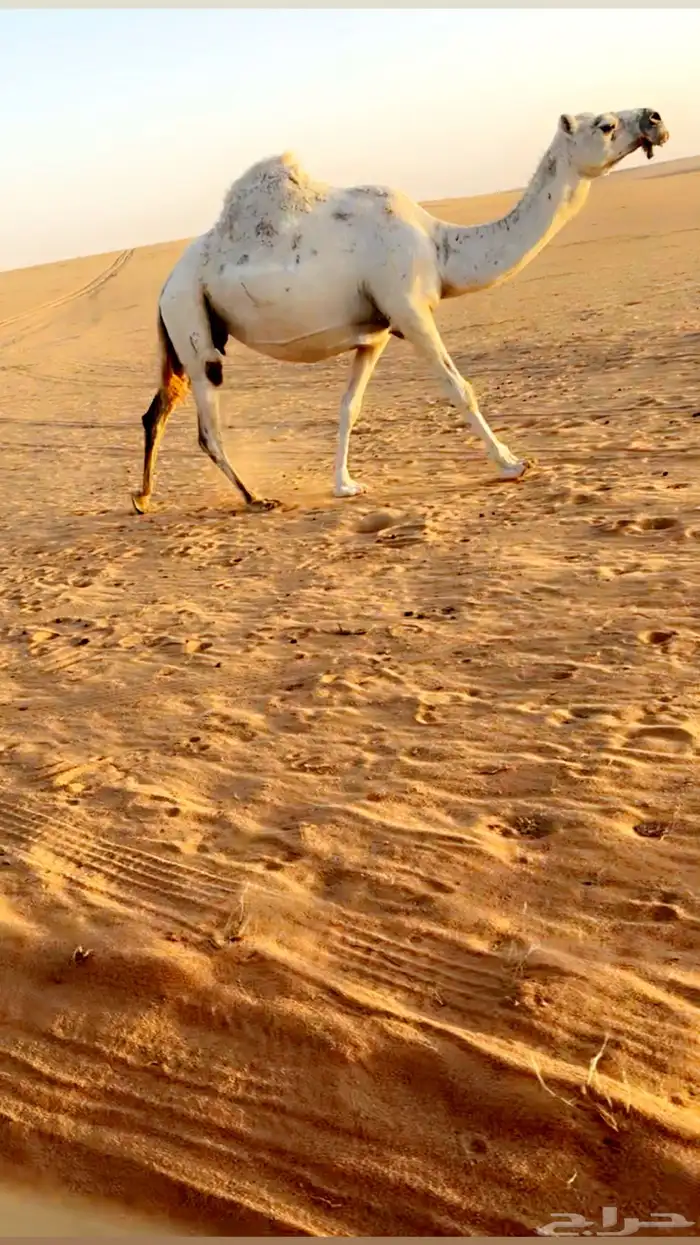 اللقحه الوضحا السديس 0