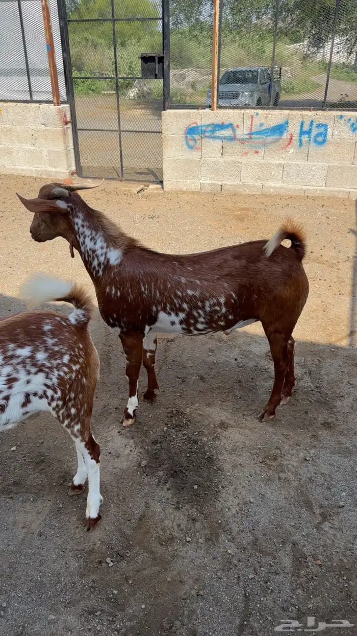 تيس فحل امرخ فاااخر جدا 4