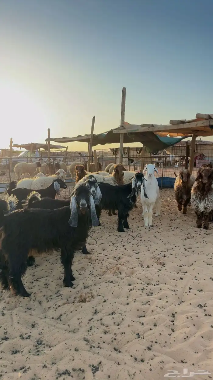 ذبايح تابي و تمارا وامكان 2