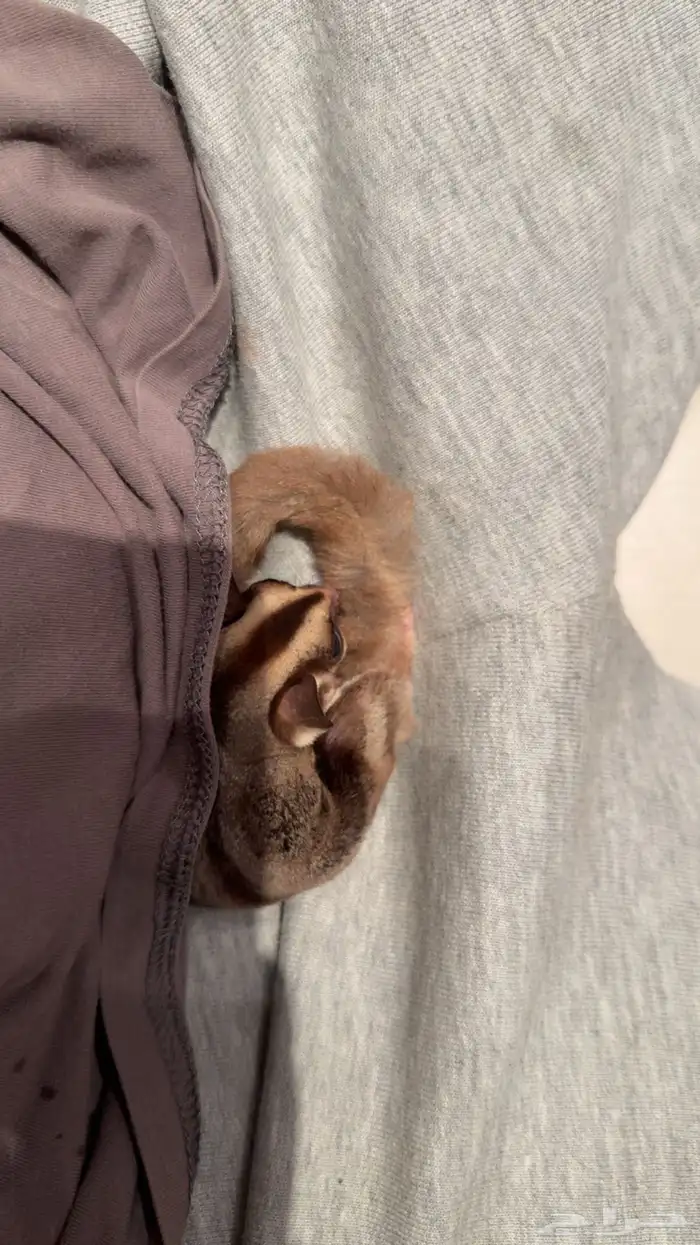 سنجاب طائر او Sugar Glider 2