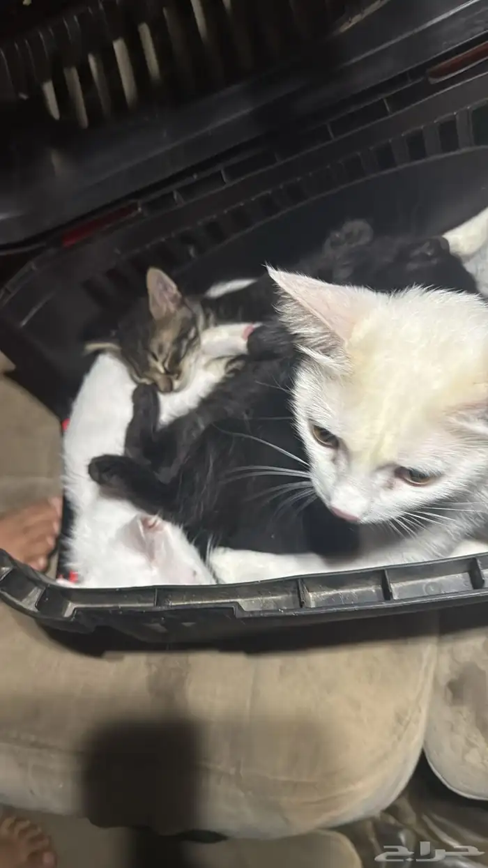 حيوانات قطط 6