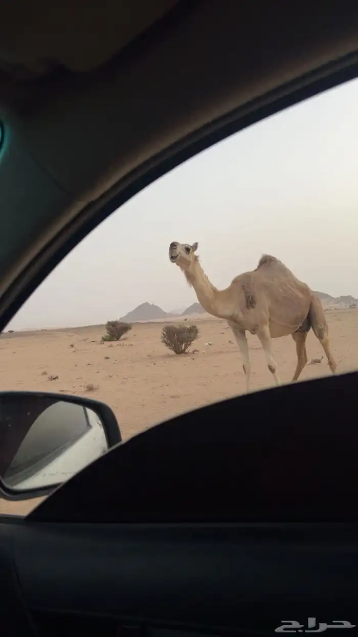 ناقه شقحاء كفو ميت ولدها ومضربها بعير كفو باقي مبينت عليه 0