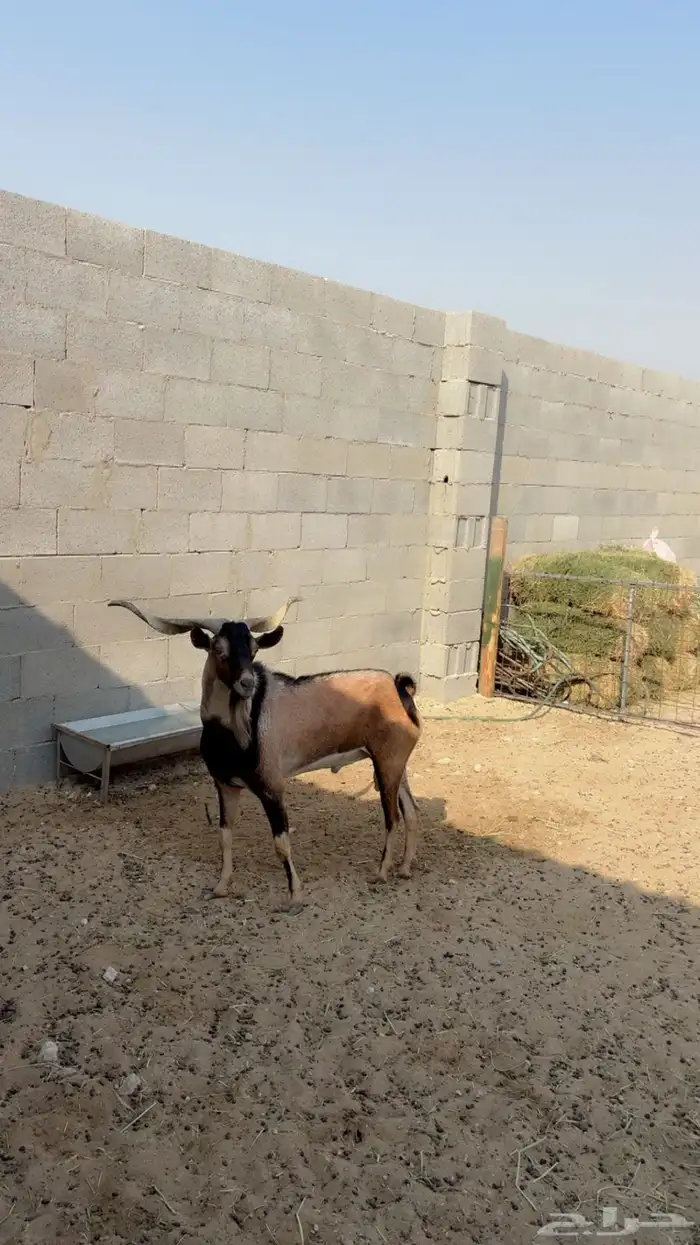 تيس فحل هجين وعل 0