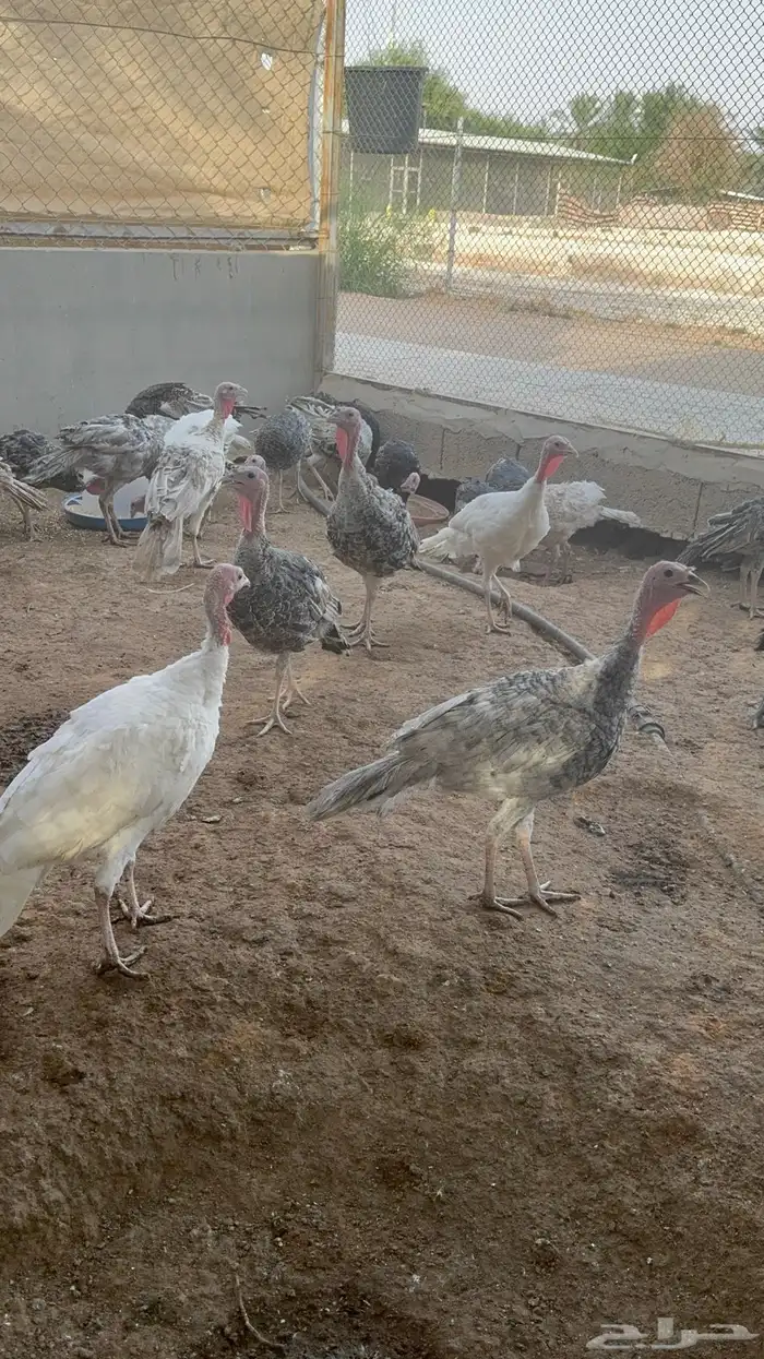 حبشي دجاج رومي بط قطا حجل فزنت 2