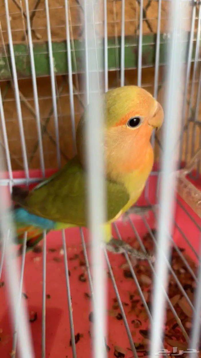 روز 1