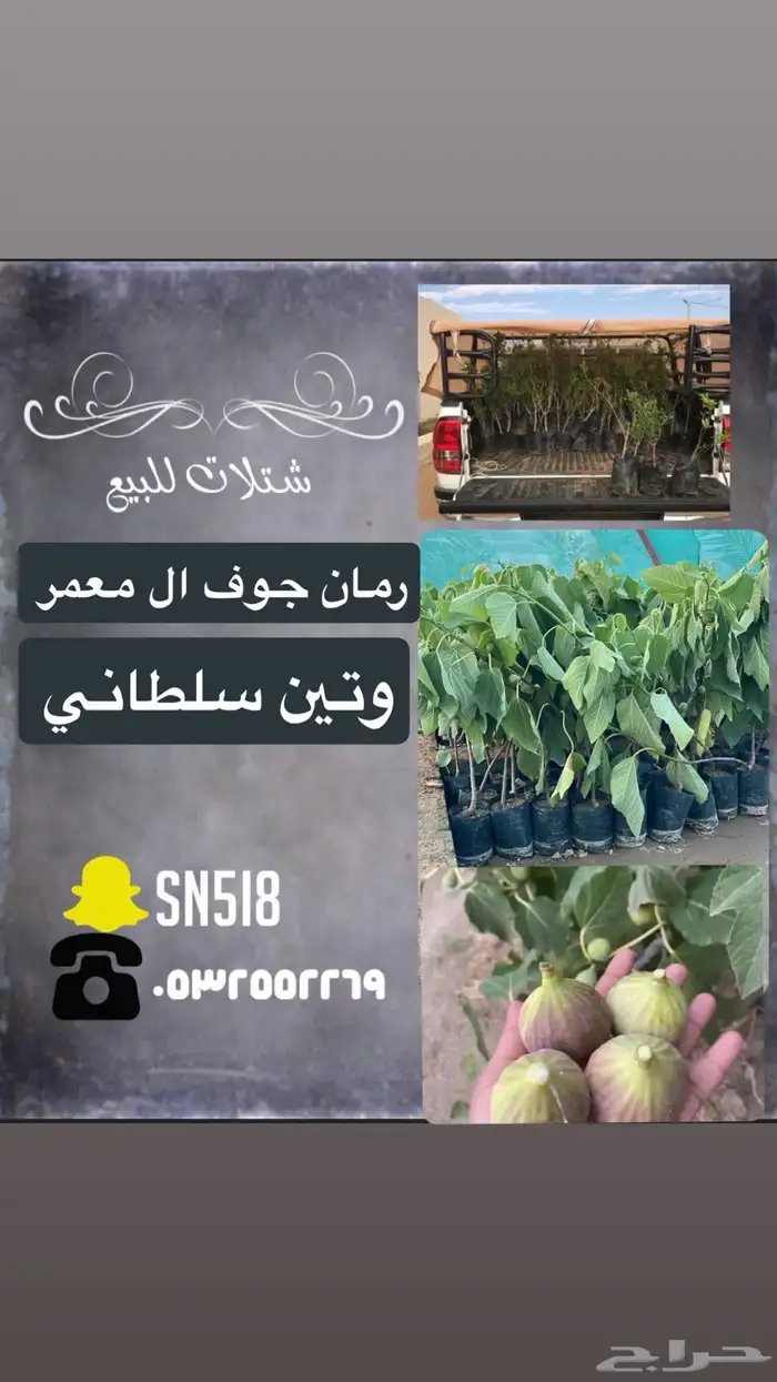 للبيع شتلات 0