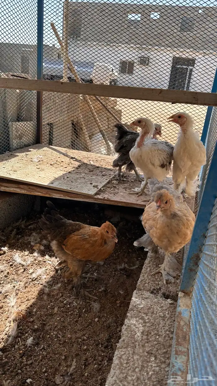 صوص براهما 2