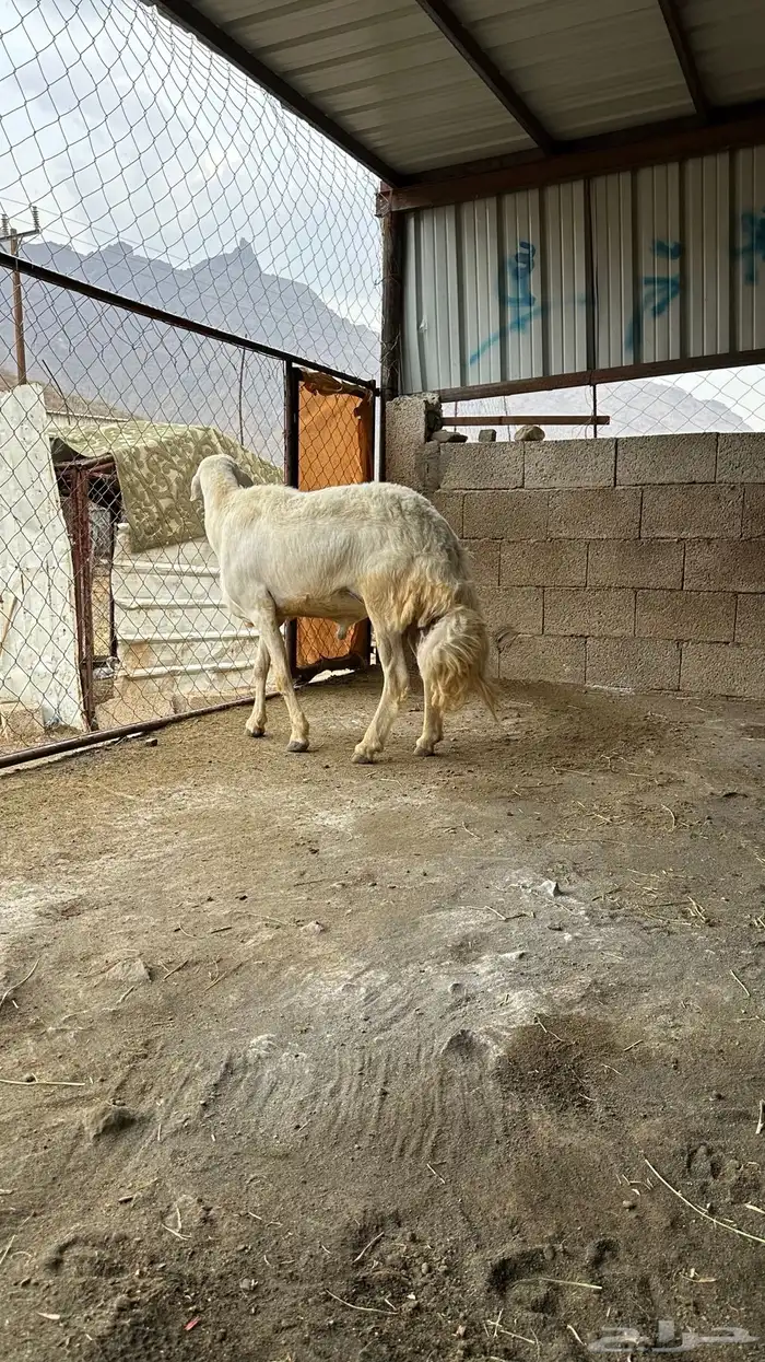خروف حري 0