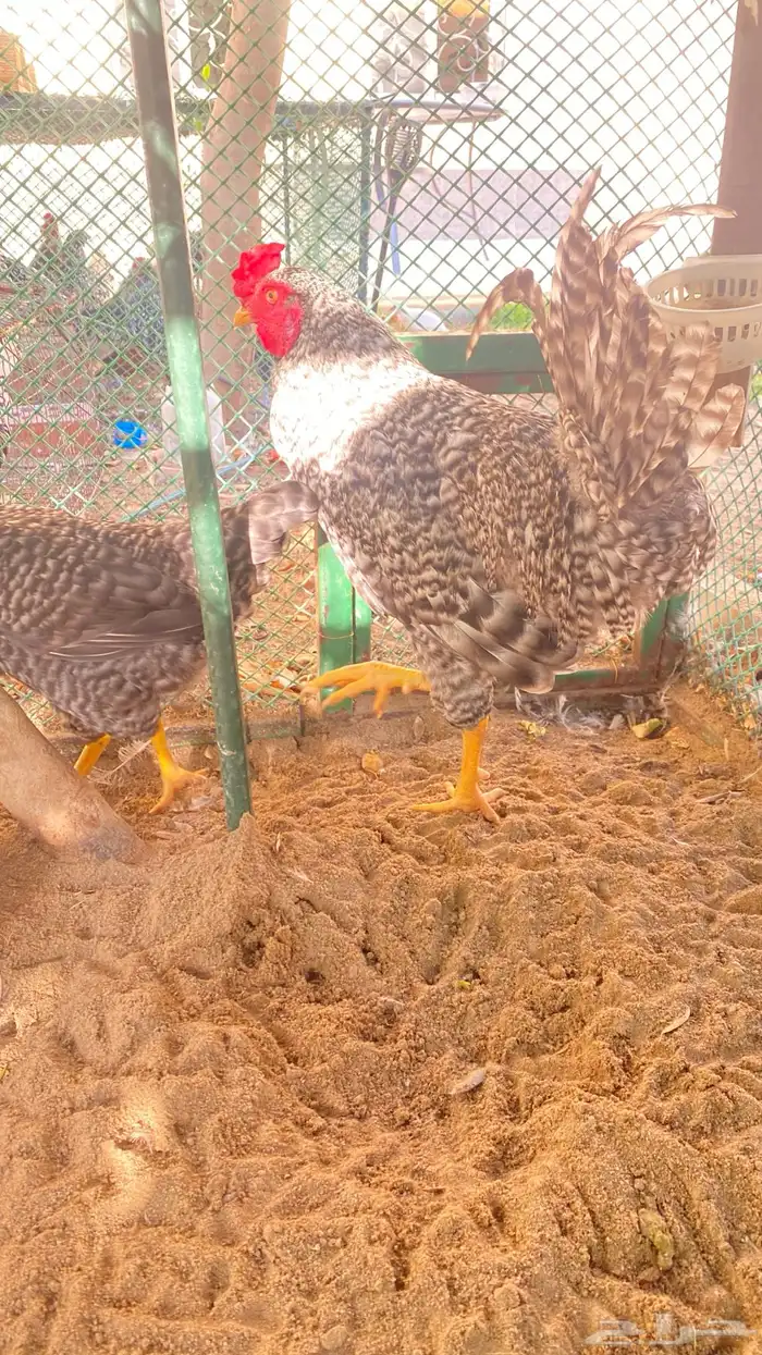 دجاج بلايموث روك 7