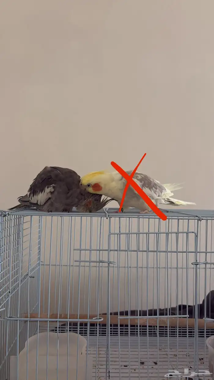 انثى كروان 2