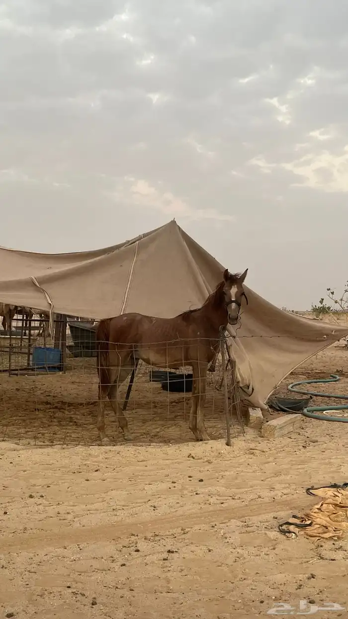 مهر شعبي 0