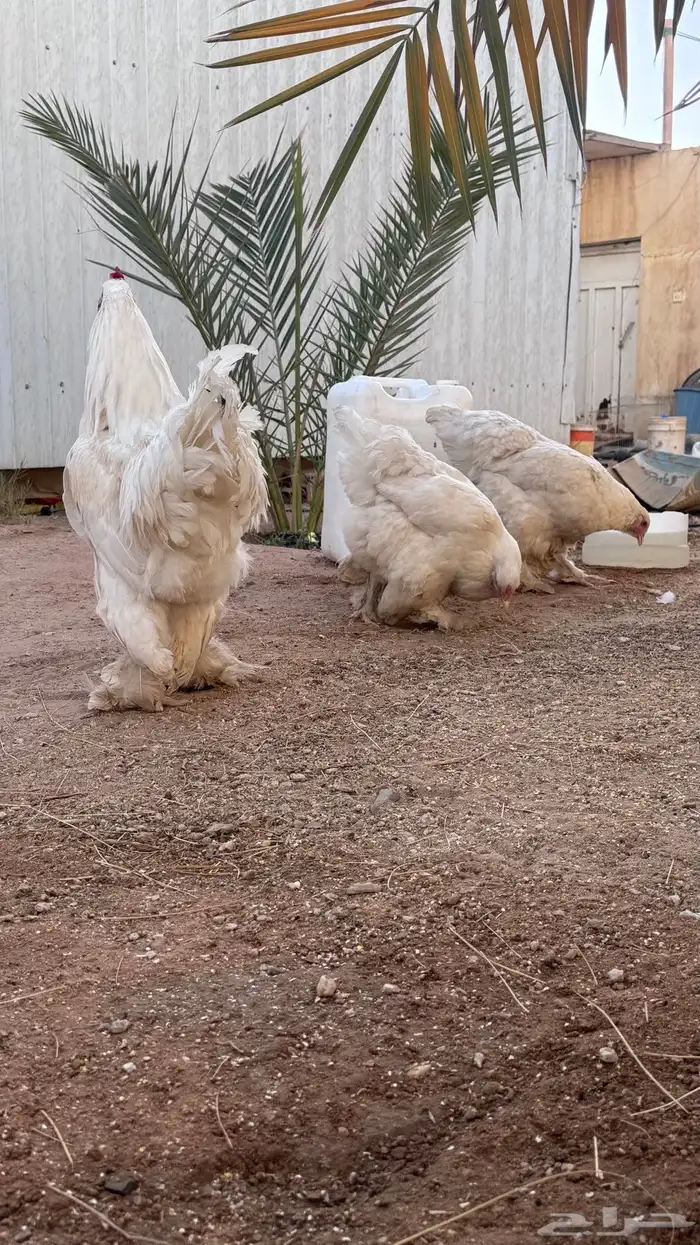 طقم براهما بياض 1