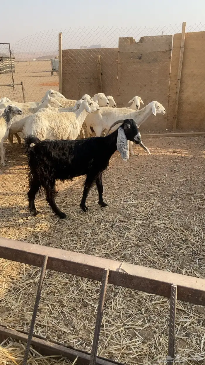 معزا للبيع 2