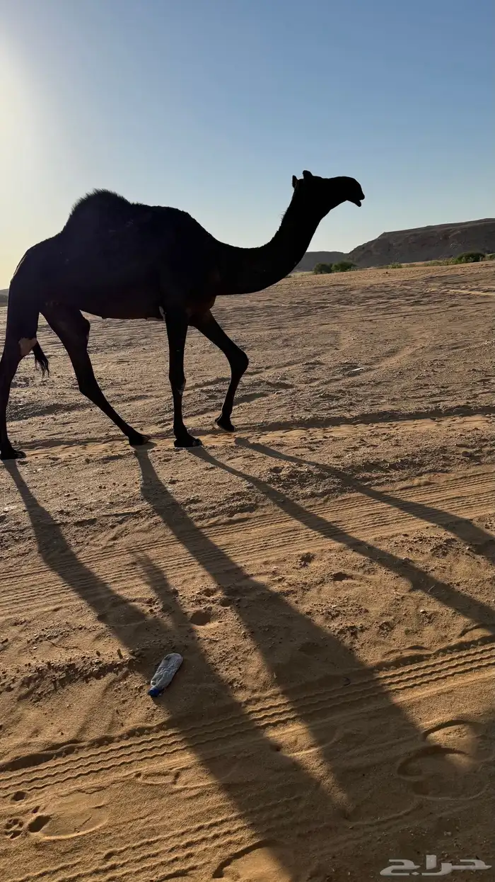 ضروبه جذعه 1