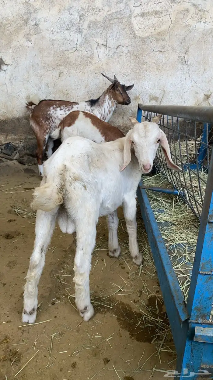 تيوس محيليه تم البيع 1