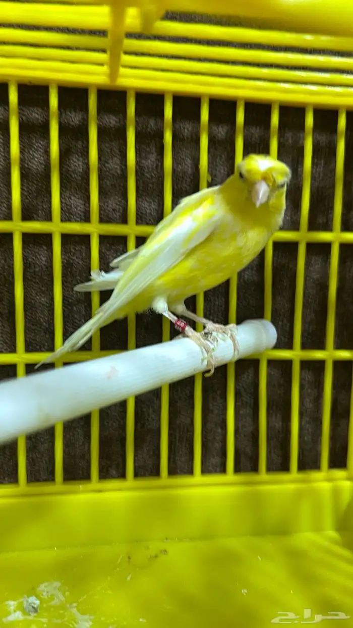 كناري ذكر وجوز طيور حب هوقو 0