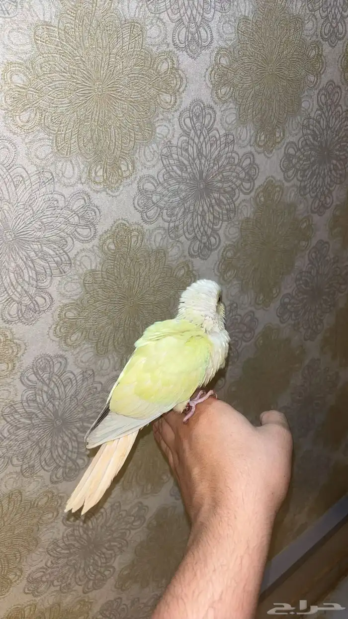 كنيور مون شيك هدد 1