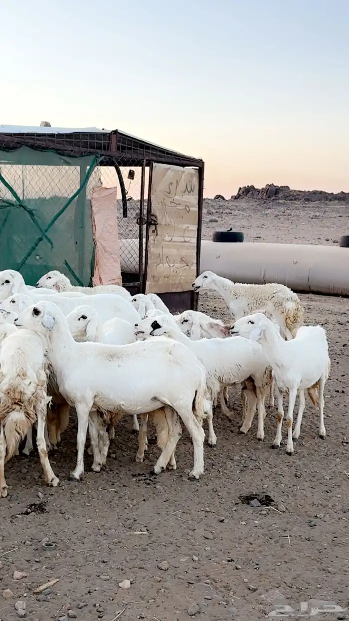 رخال دفيع غنم مقنوي ومراح قرايب بفحلها 6