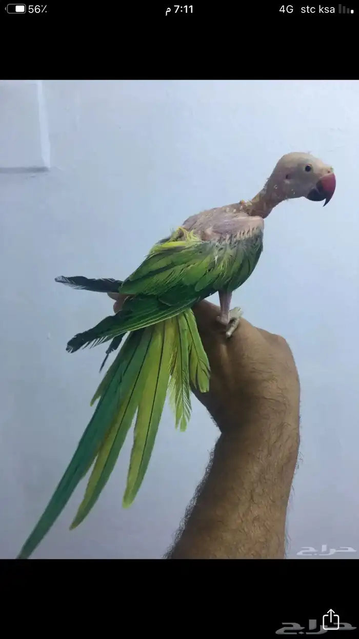 انثى دره منتجه 2