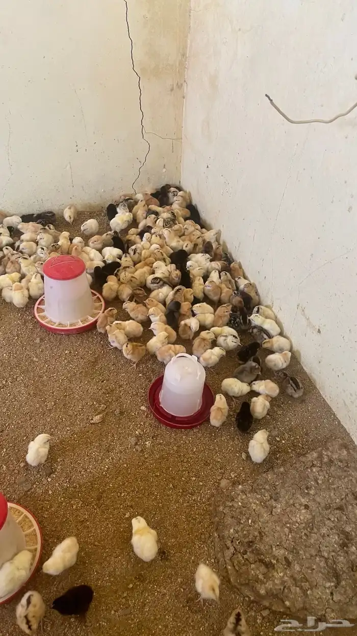 صوص بلدي تم البيععع 2