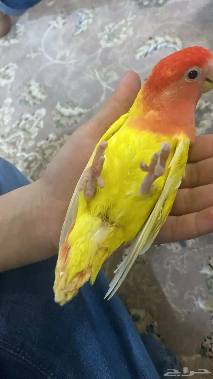 عصفور روز اليف 3