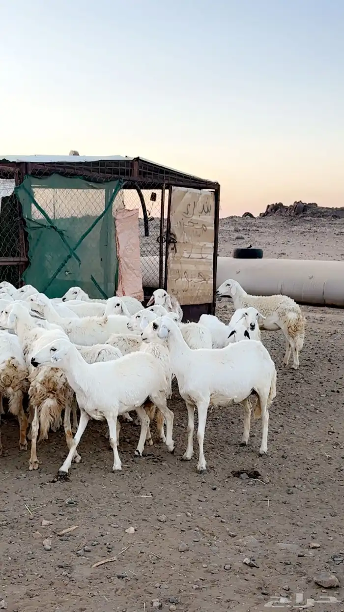 رخال دفيع غنم مقنوي ومراح قرايب بفحلها 5