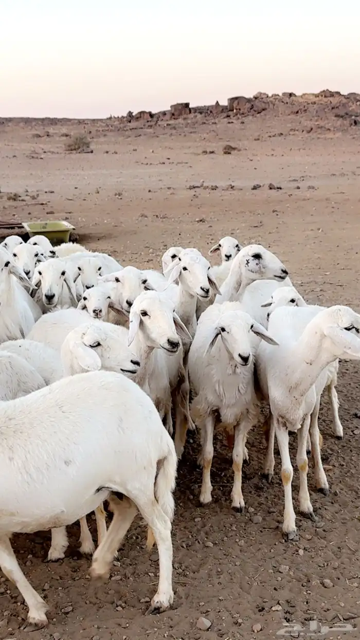 رخال دفيع غنم مقنوي ومراح قرايب بفحلها 1