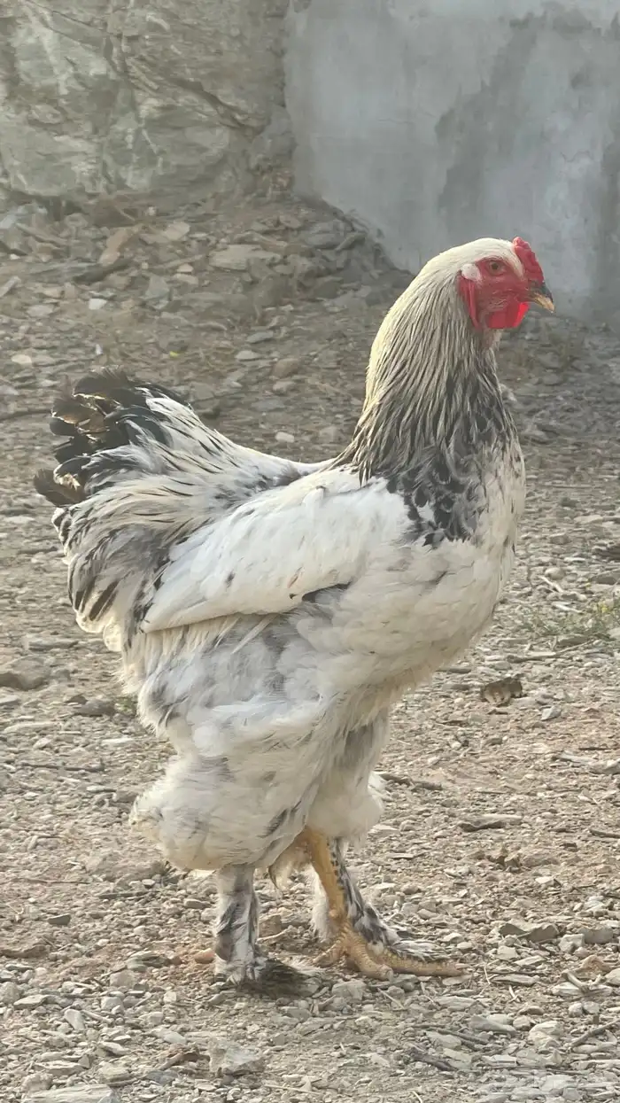 ديك براهما كولمبي اصل 0