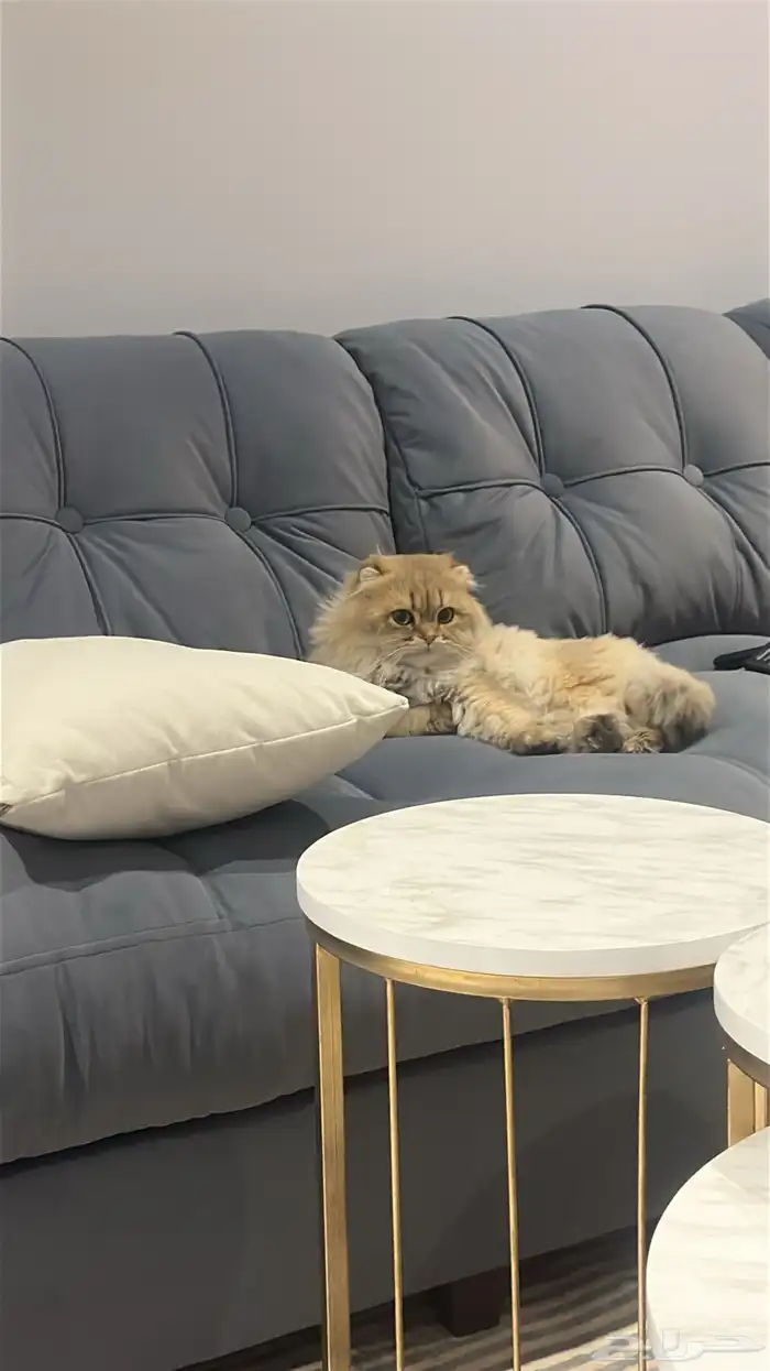 قط ذكر سكوتش تبني فصيله فاخره 0