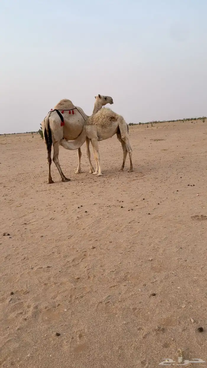 حاشي للبيع علئ حليب امه وشعير مضغوط العمر 6 شهور 2