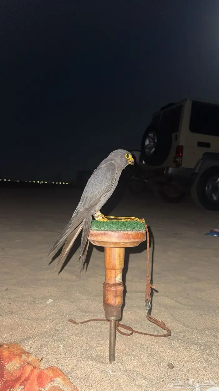 بكه للبيع 0