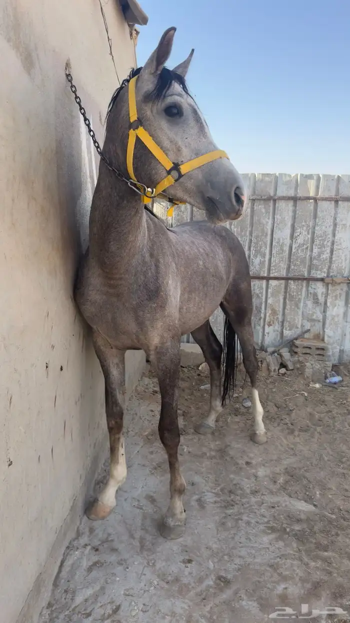 مهر شعبي 2