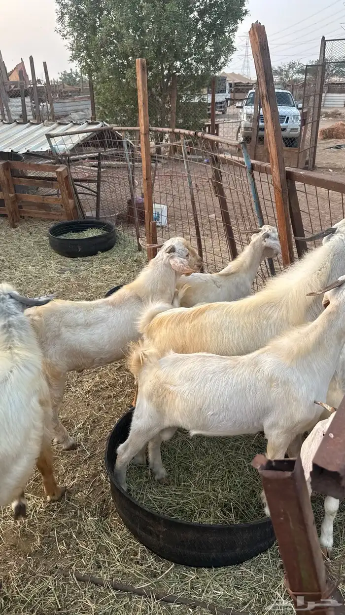 تيوس بدوية 6