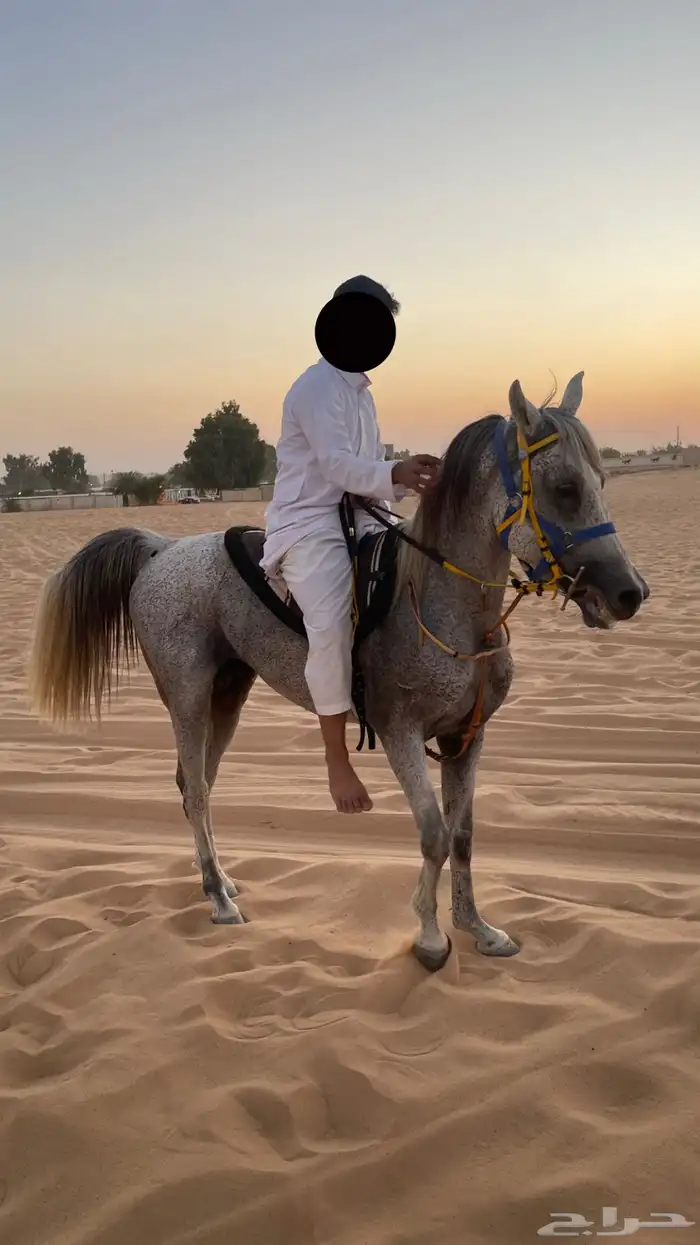 حصان حار شعبي 0