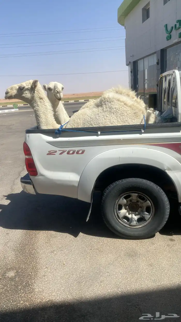 قعود وبكره للبيع 1