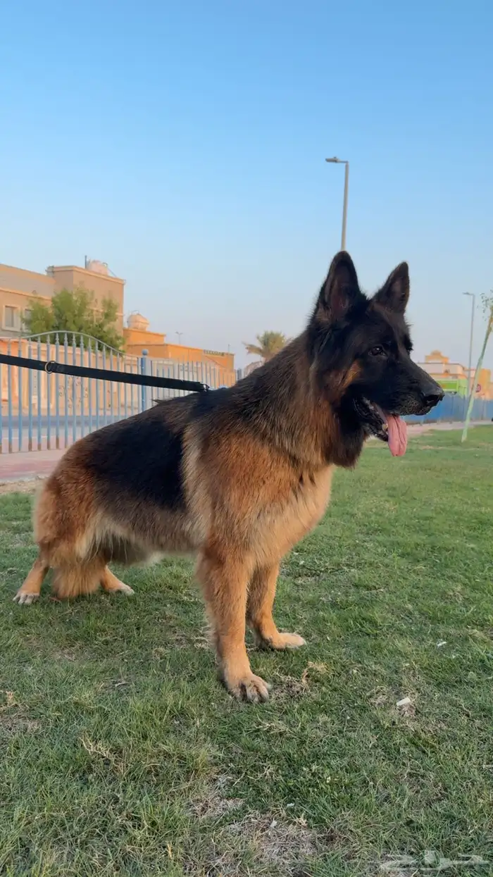 جيرمن شيبرد شولاين مستوى ابطال 1