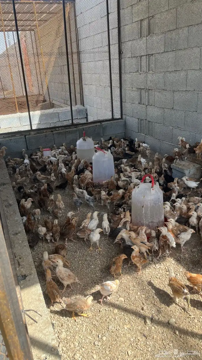 دجاج بلدي تم البيييع 3