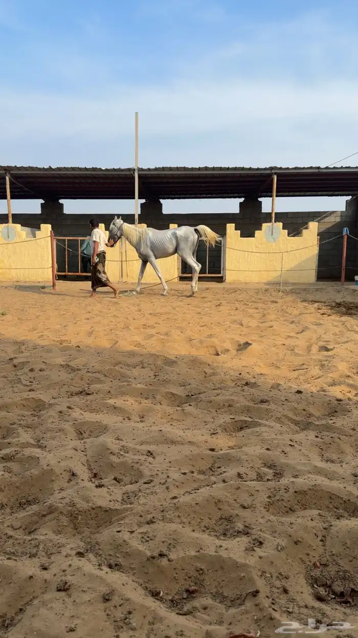 خيل للبيع في قرب ابوعريش سليم بس يحتاج تغذيه البيع 2000 0