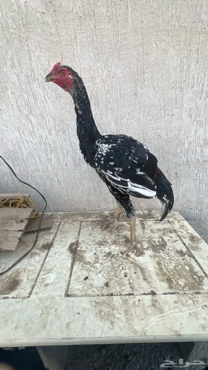 ديك سندي 0