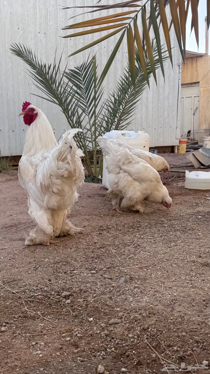 طقم براهما بياض 3