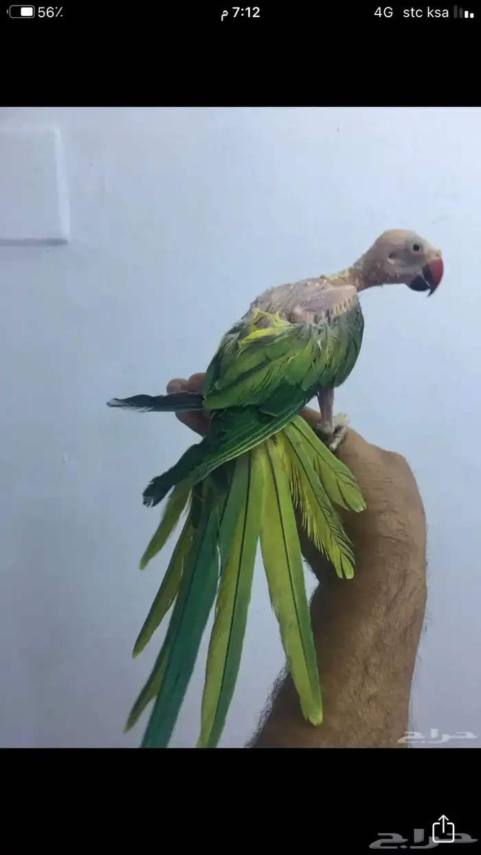 انثى دره منتجه 4