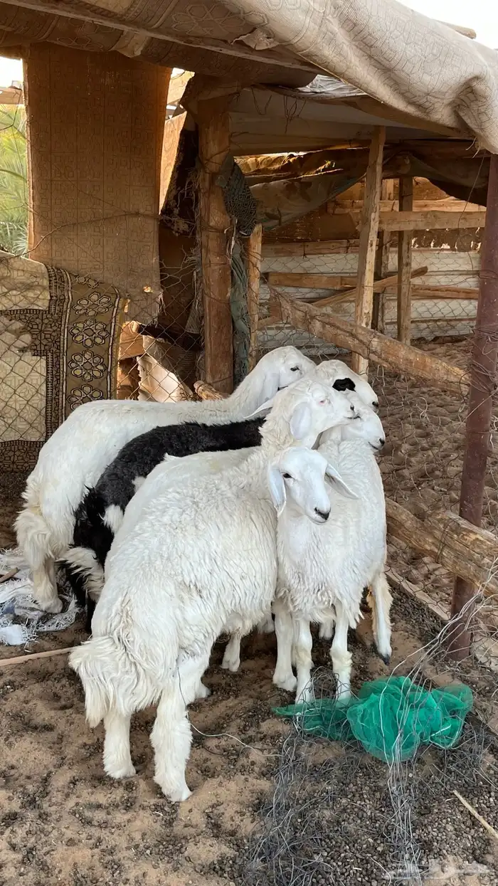 حريات طليان للبيع 0